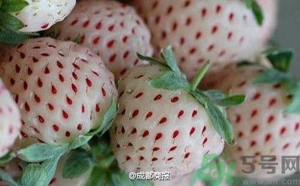 菠蘿莓好吃嗎？菠蘿莓好不好吃？