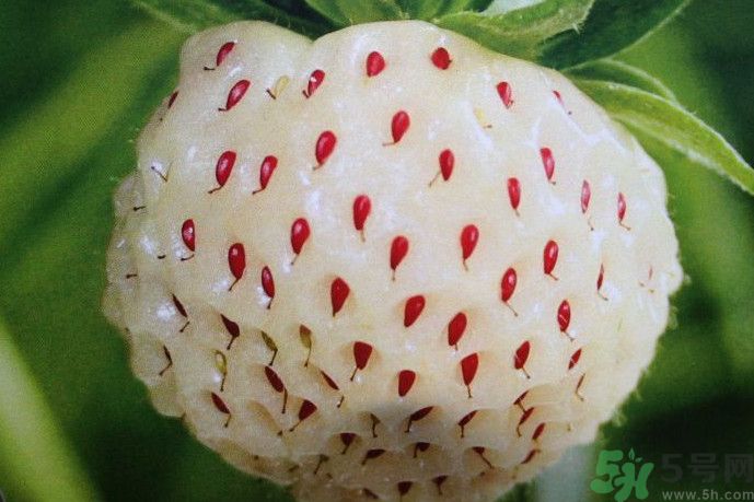 菠蘿莓好吃嗎？菠蘿莓好不好吃？