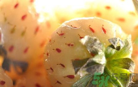 菠蘿莓孕婦能吃嗎？菠蘿莓懷孕可以吃嗎？
