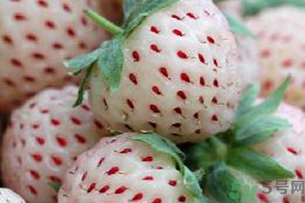 菠蘿莓孕婦能吃嗎？菠蘿莓懷孕可以吃嗎？