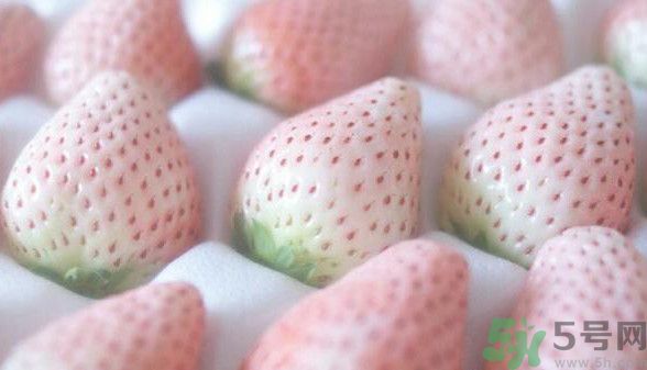 寶寶能吃菠蘿莓嗎？嬰幼兒能吃菠蘿莓嗎？
