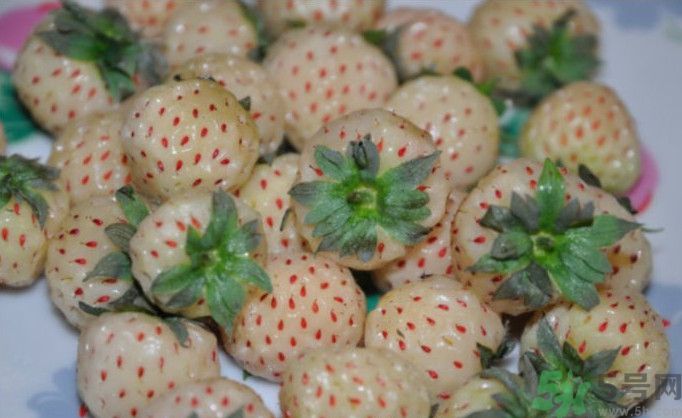 寶寶能吃菠蘿莓嗎？嬰幼兒能吃菠蘿莓嗎？