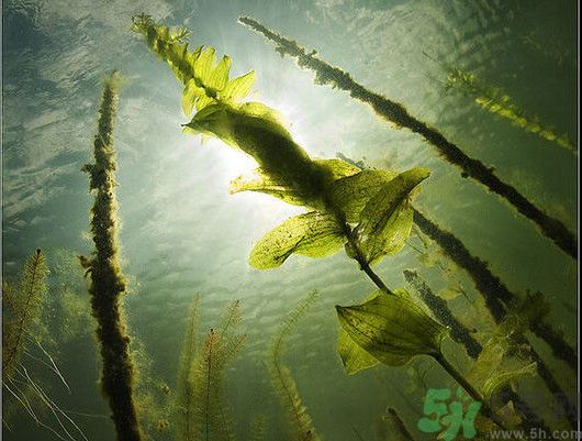 海帶用冷水泡還是熱水泡發(fā)？海帶怎么泡才不會(huì)發(fā)硬？