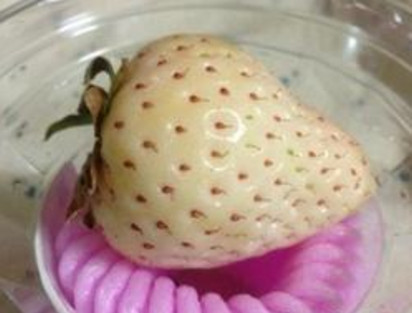 懷孕初期能吃菠蘿莓嗎？懷孕5個(gè)月可以吃菠蘿莓嗎？
