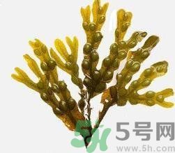 哪種海帶吃起來比較好？海帶有什么類別？