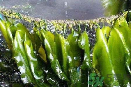 哪種海帶吃起來比較好？海帶有什么類別？