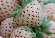 菠蘿莓怎么洗才干凈？菠蘿莓怎么清洗？