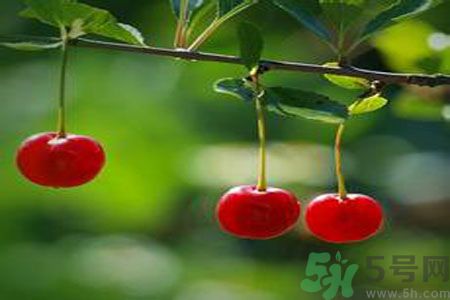 痛風(fēng)可以吃櫻桃嗎？痛風(fēng)吃櫻桃好嗎？
