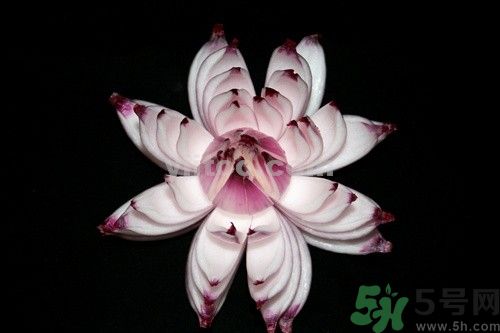 洋蔥可以包餃子嗎？洋蔥怎么做餃子餡？