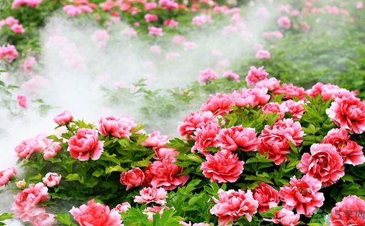 牡丹的花語是什么？牡丹的寓意是什么？