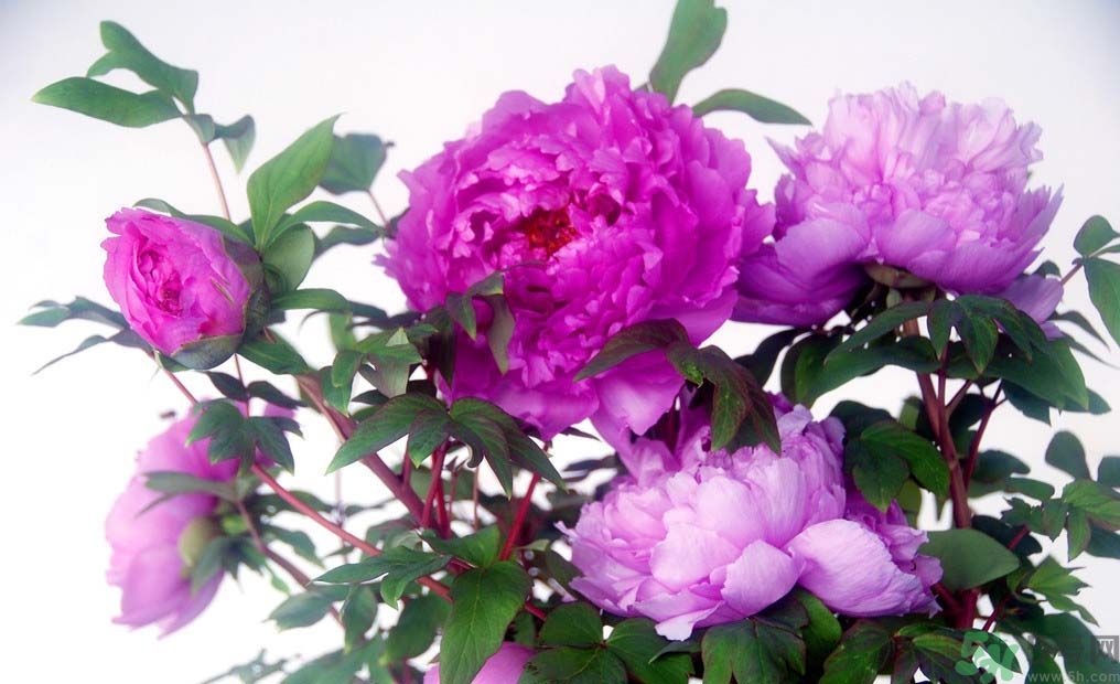 牡丹的花語是什么？牡丹的寓意是什么？
