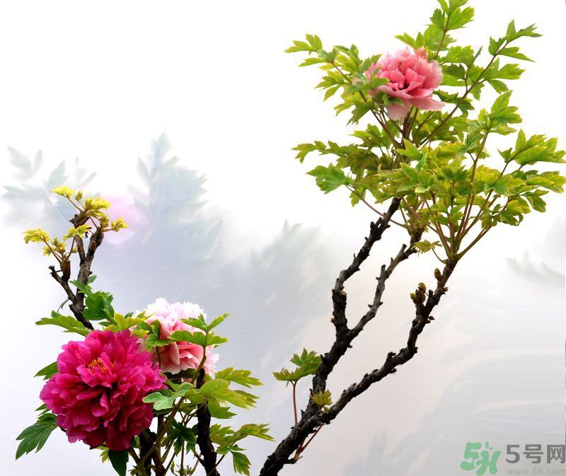 牡丹的花語是什么？牡丹的寓意是什么？