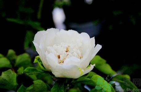 牡丹花可以做面膜嗎？牡丹花怎樣做面膜