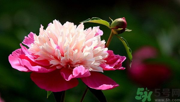 牡丹花可以吃嗎？牡丹花怎么做好吃？