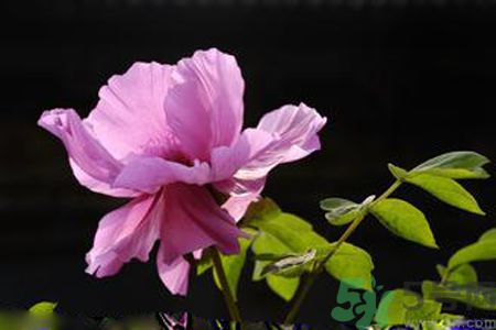 牡丹花可以吃嗎？牡丹花怎么做好吃？