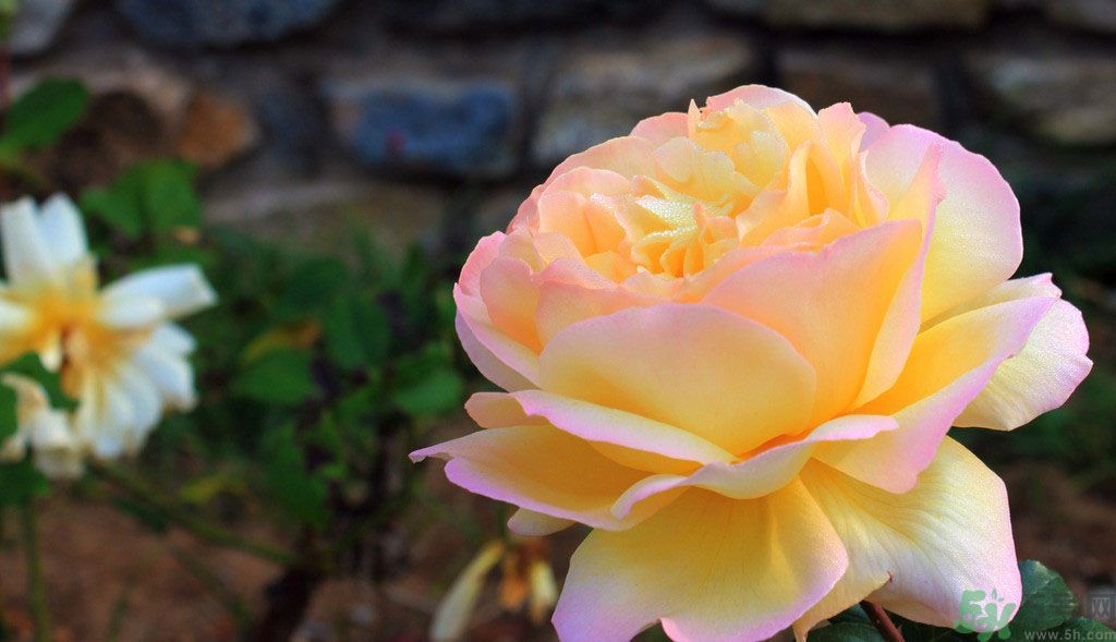 牡丹花茶可以美白嗎？喝牡丹花可以美白嗎？