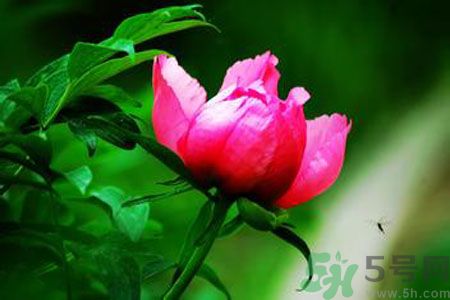 牡丹花茶可以美白嗎？喝牡丹花可以美白嗎？