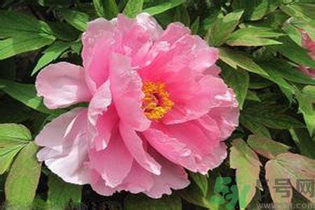 牡丹花茶可以美白嗎？喝牡丹花可以美白嗎？