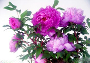 牡丹花可以吃嗎？牡丹花怎么做好吃？
