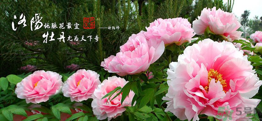 洛陽(yáng)牡丹文化節(jié)活動(dòng)有哪些？洛陽(yáng)牡丹文化節(jié)門票是多少？
