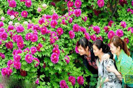 洛陽(yáng)牡丹文化節(jié)活動(dòng)有哪些？洛陽(yáng)牡丹文化節(jié)門票是多少？