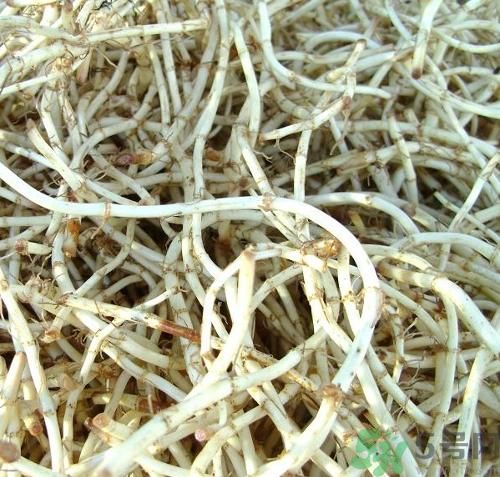 魚腥草可以炎癥嗎？魚腥草怎么治炎癥？