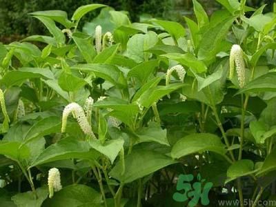 魚腥草可以止咳嗎？魚腥草止咳的辦法有哪些？