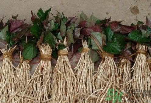 烏藥能和魚腥草一起泡茶喝嗎？烏藥和魚腥草一起吃好不好？