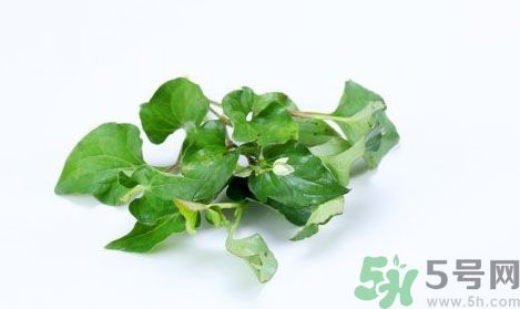 魚腥草可以抗輻射嗎？魚腥草怎么防輻射？