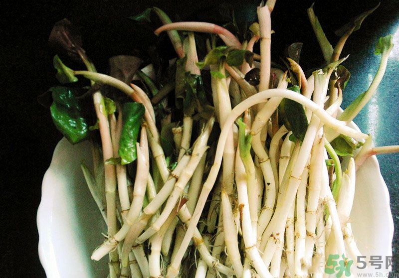魚腥草可以抗輻射嗎？魚腥草怎么防輻射？