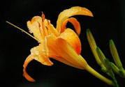 黃花菜可以治療抑郁癥嗎？兩噸黃花菜治好了抑郁癥是真的嗎？