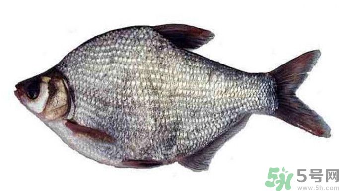 武昌魚是鳊魚嗎？武昌魚和鳊魚區(qū)別哪個好吃？