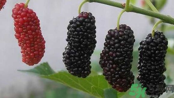 膽囊炎能吃桑葚嗎？膽囊炎吃桑葚好嗎？