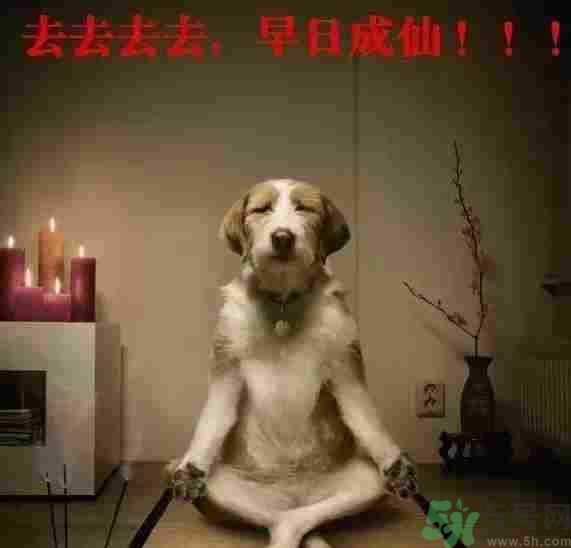 早餐吃面還是包子比較好？早餐吃包子和面健康嗎？
