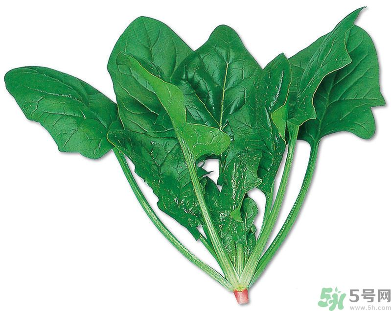 菠菜可以炒韭菜嗎？菠菜和韭菜一起吃怎么樣？