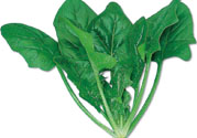 菠菜可以炒韭菜嗎？菠菜和韭菜一起吃怎么樣？