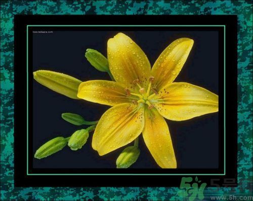 母親節(jié)送什么花好？母親節(jié)應(yīng)該送什么鮮花？