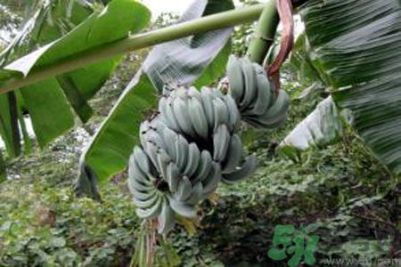 牛奶蕉是熱性還是涼性？牛奶蕉是涼性嗎？