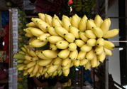 牛奶蕉是熱性還是涼性？牛奶蕉是涼性嗎？