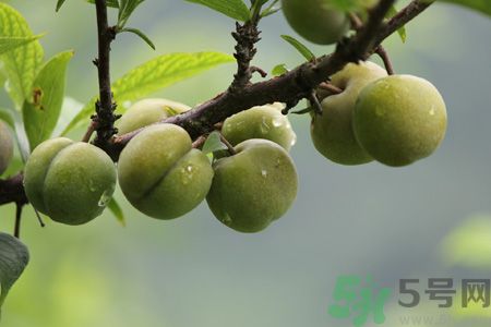 李子是熱性還是涼性？李子是涼性的嗎？