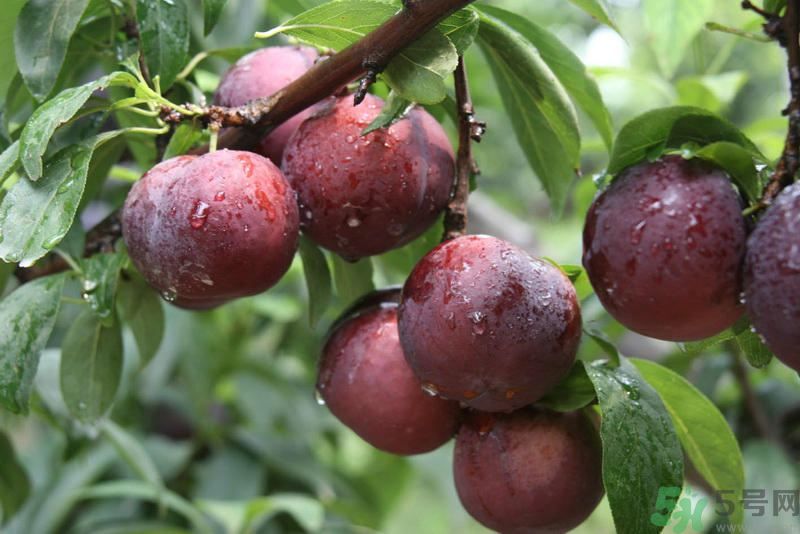 月經(jīng)期間可以吃李子嗎？月經(jīng)期間吃李子好嗎？