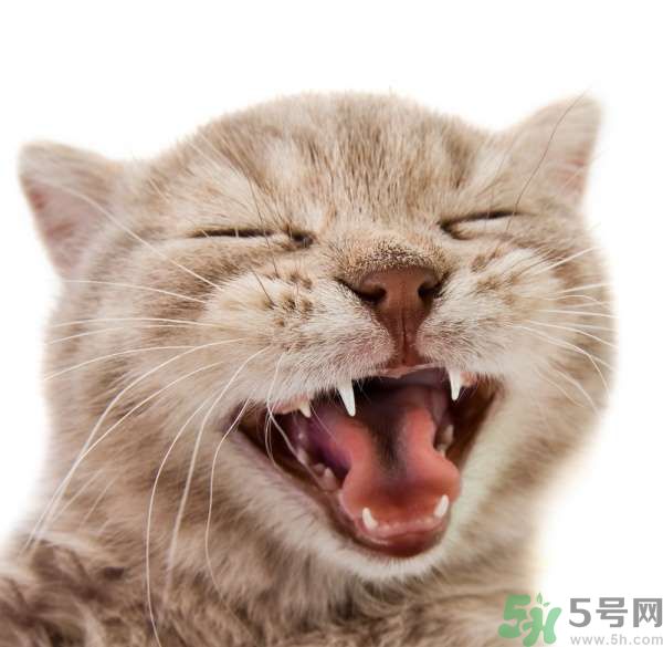 貓咪什么在時(shí)候換牙？貓咪換牙要注意什么？
