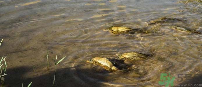 月牙泉再現(xiàn)鐵背魚(yú) 什么是鐵背魚(yú)？