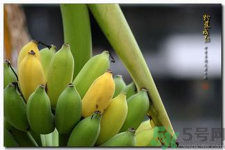 牛奶蕉可以減肥嗎？牛奶蕉怎么吃減肥？