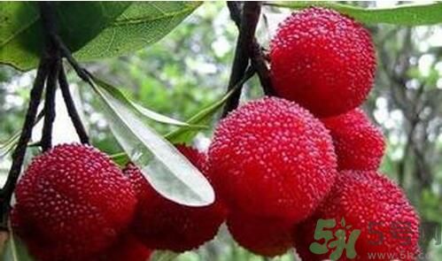 寶寶可以吃楊梅嗎？寶寶多大可以吃楊梅？