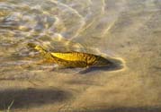 月牙泉再現(xiàn)鐵背魚 什么是鐵背魚？