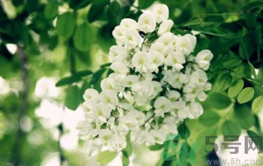 槐花怎么做好吃？槐花的做法有哪些？