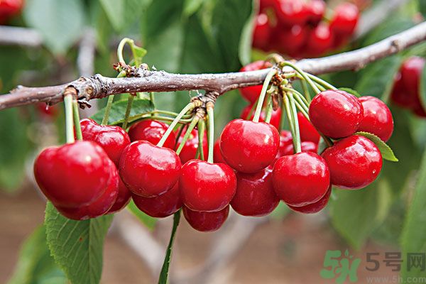 痛風(fēng)能吃櫻桃嗎？痛風(fēng)吃櫻桃可不可以？