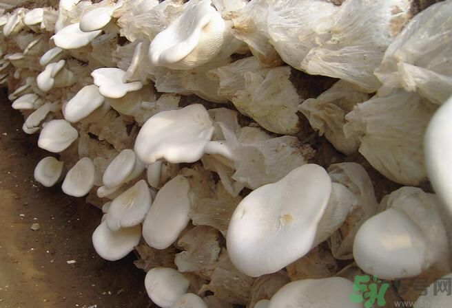 白靈菇和杏鮑菇有什么區(qū)別？白靈菇有什么營(yíng)養(yǎng)價(jià)值？