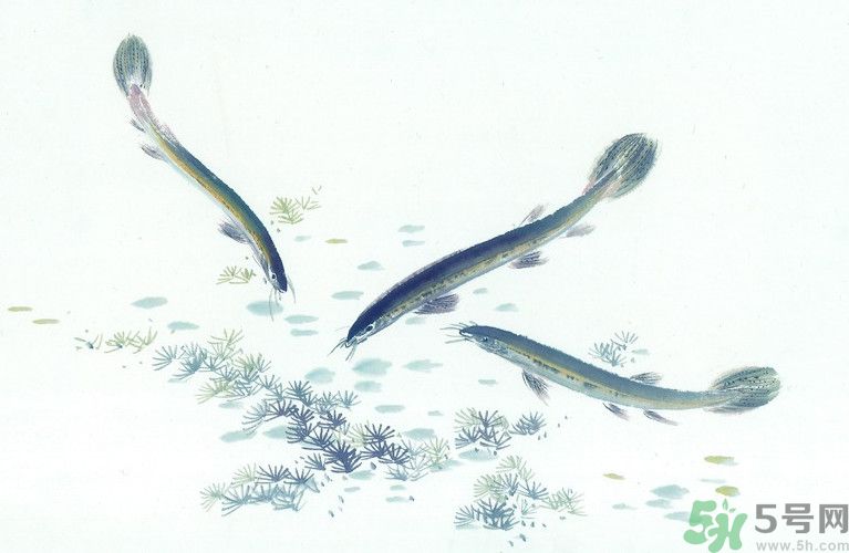 石斛和泥鰍能同吃嗎？石斛和泥鰍能一起吃嗎？